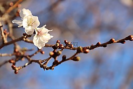 櫻桃,samusakura,賞櫻花