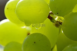 葡萄,水果,健康