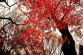 秋季樹葉,公園,晚上