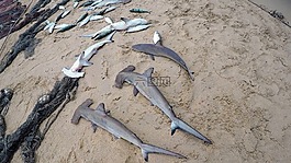 塞舌尔,海滩,捕鱼