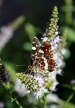 蝴蝶,昆蟲,花