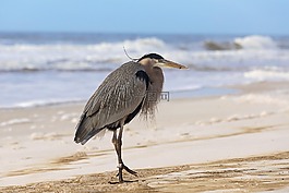 海洋,沙,鳥(niǎo)