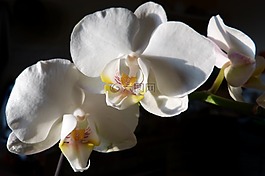 蘭花,蝴蝶蘭,開(kāi)花