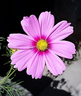 粉紅色,花,開花