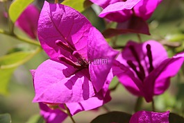 開花,紫羅蘭色,丁香