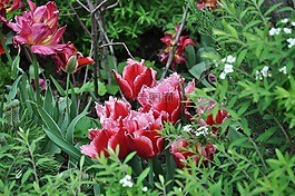郁金香,花,多彩