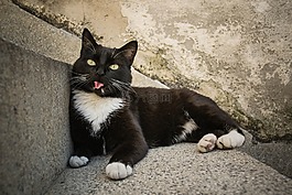 gato,猫,动物