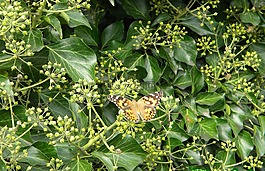 蝴蝶,植物,昆蟲(chóng)