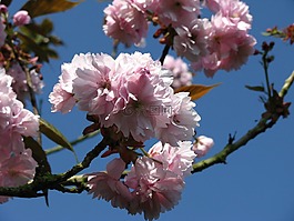 觀賞櫻花,櫻花,春天