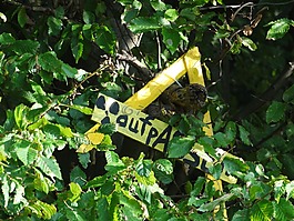 ace,三角形,樹(shù)