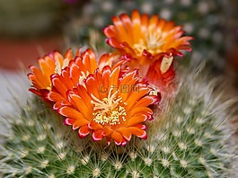 仙人掌,開(kāi)花,橙