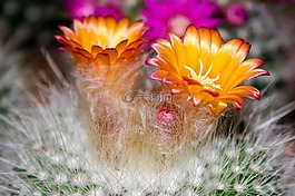 仙人掌,開(kāi)花,橙