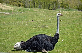 鴕鳥(niǎo),鳥(niǎo),動(dòng)物園