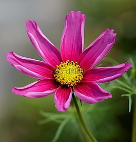 花,粉紅色,粉紅色的花