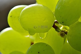 葡萄,水果,健康