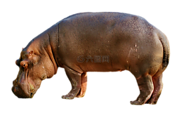 河馬,哺乳動物,動物園