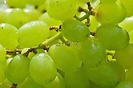 葡萄,水果,健康