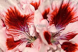 edelgeranie,天竺葵,花