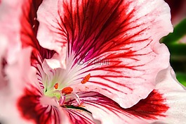 edelgeranie,天竺葵,花
