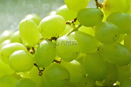 葡萄,水果,健康