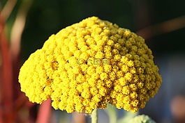 fernleaf,花,黃色