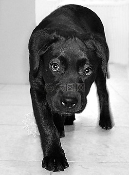 lablador,狗,動物