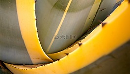 仙人掌,pitera,蔬菜