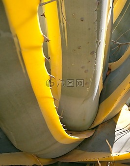 仙人掌,pitera,蔬菜