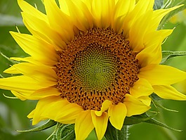太陽(yáng)花,開(kāi)花,關(guān)閉