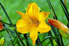 百合,百合花,花