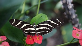 蝴蝶,自然,花