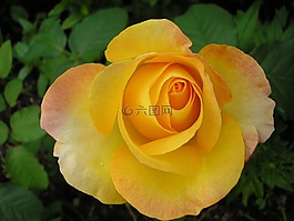 玫瑰,花卉,黃玫瑰