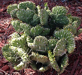 仙人掌,刺,植物