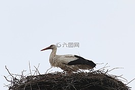 鹳,storchennest,鸟巢