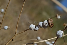 蝸牛,集團(tuán),組