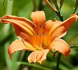 百合,鮮花,自然