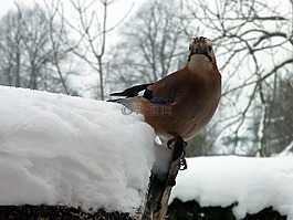 杰伊 ·,鳴鳥,棲息的鳥