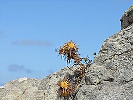 薊,pieksig,巖