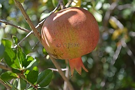 石榴,食品,水果