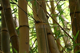 竹,植物,植物學(xué)