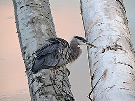 自然,藍鷺,鳥