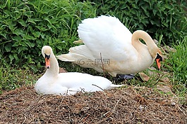 天鵝,鳥(niǎo)巢,天鵝的巢