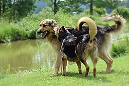 狗,播放,狗玩