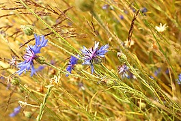 矢車菊,植物,字段