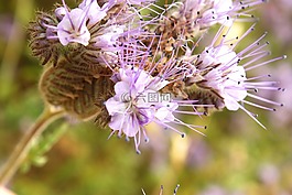艾菊phacelia,夏天,植物