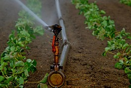 水噴頭,灌溉,字段