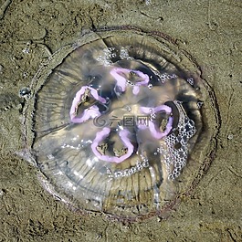 水母,北海,海灘