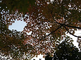天空視圖,林冠,秋季