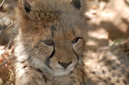 獵豹,幼仔,景點