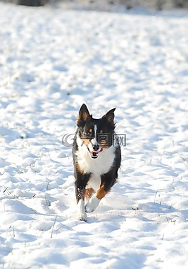 澳大利亞牧羊犬,狗,雪